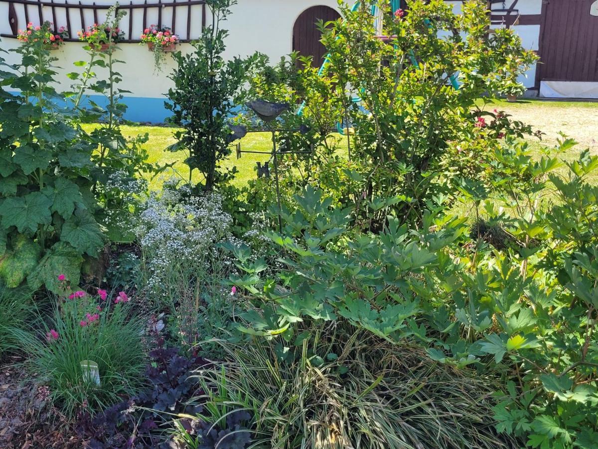 Cosy Holiday Home In Schleithal With Garden Zewnętrze zdjęcie